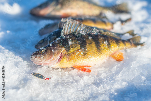Great catch while ice fishing on fresh water lake
