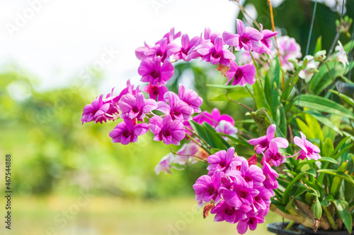 Orchid flower in orchid garden at winter or spring day. Orchid flower for postcard beauty and agriculture design. Beautiful orchid flower in garden   on green nature blur background