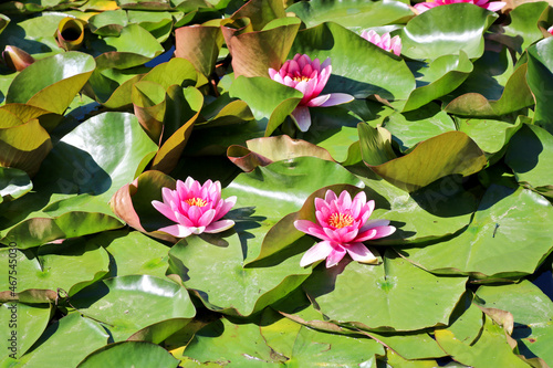 Pink water lilies bloom in a forest pond. Lotus aquatic plant, beautiful flowers, natural background. Close-up.