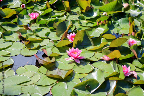 Pink water lilies bloom in a forest pond. Lotus aquatic plant, beautiful flowers, natural background. Close-up.