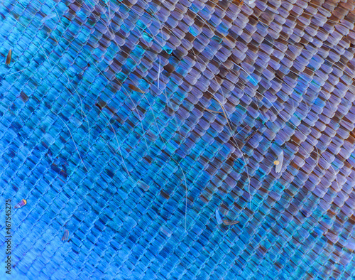 scales on the wings of blue morpho