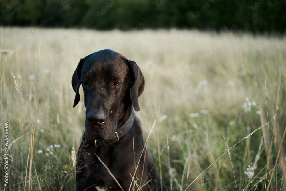 black purebred dog in a field outdoors summer