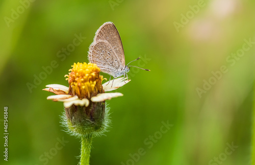 Wallpaper Mural butterfly on a flower Torontodigital.ca