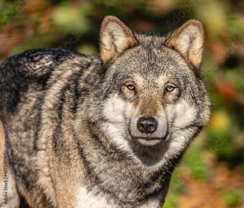 grey wolf canis lupus © SR7 Photo