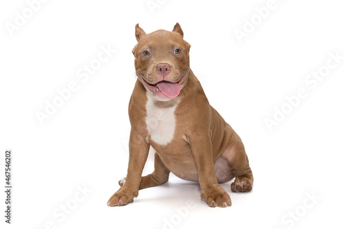 Small  funny American bully puppy