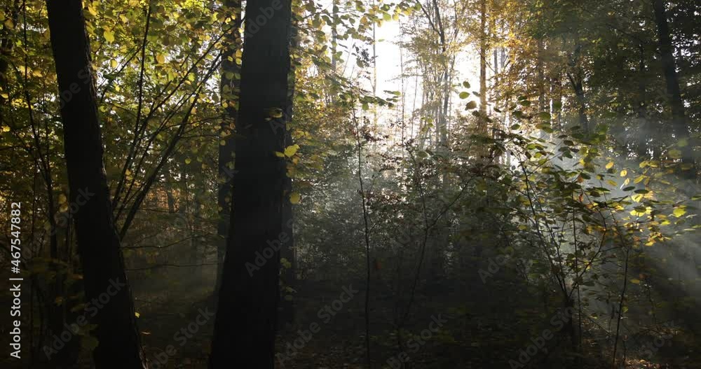 Autumn blurred deciduous forest at dawn. Mystical atmosphere. Autumn blurred deciduous forest at dawn. Mystical atmosphere.