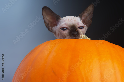 Blue eyed Hairless Canadian Sphynx Cat/kitten portrait jumping out of halloween pumpkin on isolated black background