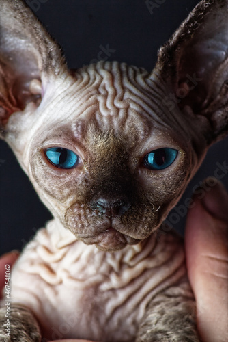 Blue eyed Hairless Canadian Sphynx Cat/kitten portrait on isolated black background