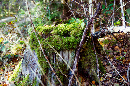 Tree stump with moss. Sticks on leaves. Mossy tree