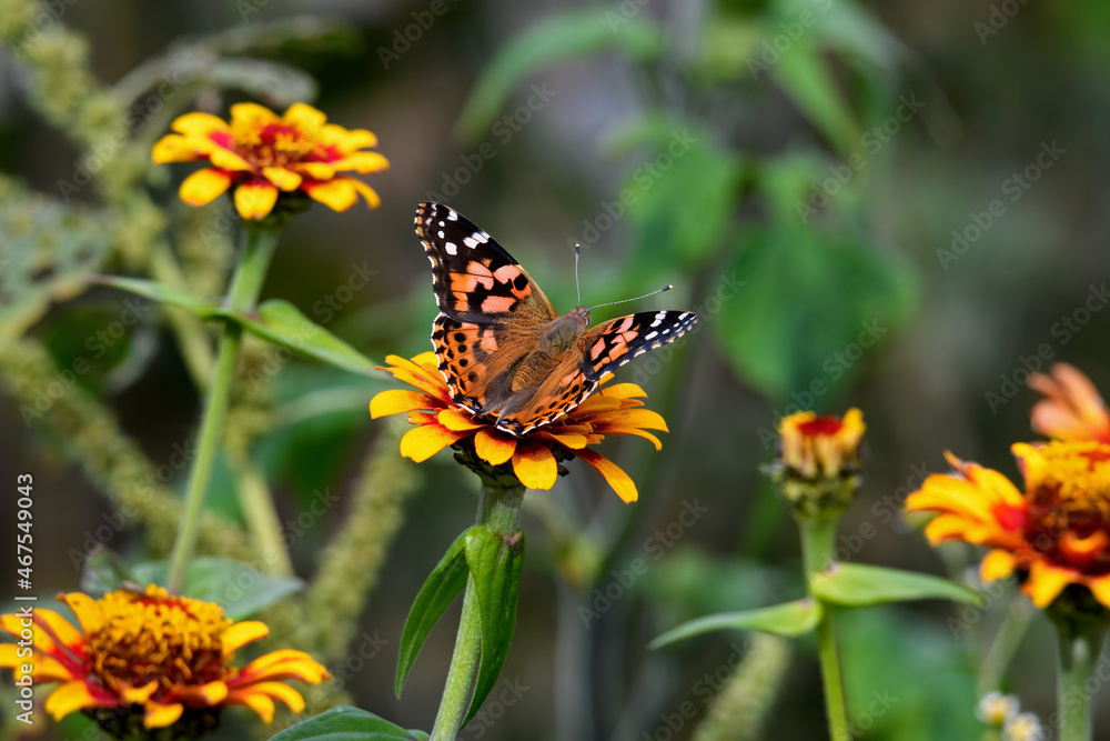 Painted lady feeding on red and yellow colored Zinnia flower in autumn sun. It is in the Cynthia group of colorful butterflies and comprises a subgenus of the genus Vanessa in the family Nymphalidae.
