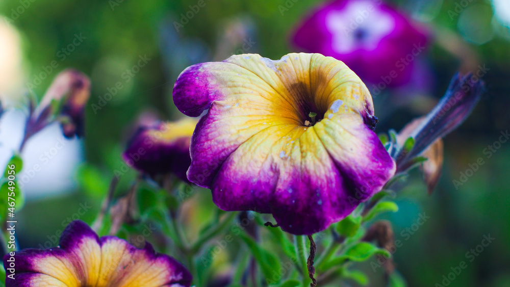 Macro de pétales de fleurs violettes Macro de pétales de fleurs violettes
