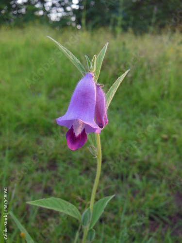 purple flower in the garden