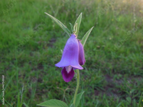 flower in the grass