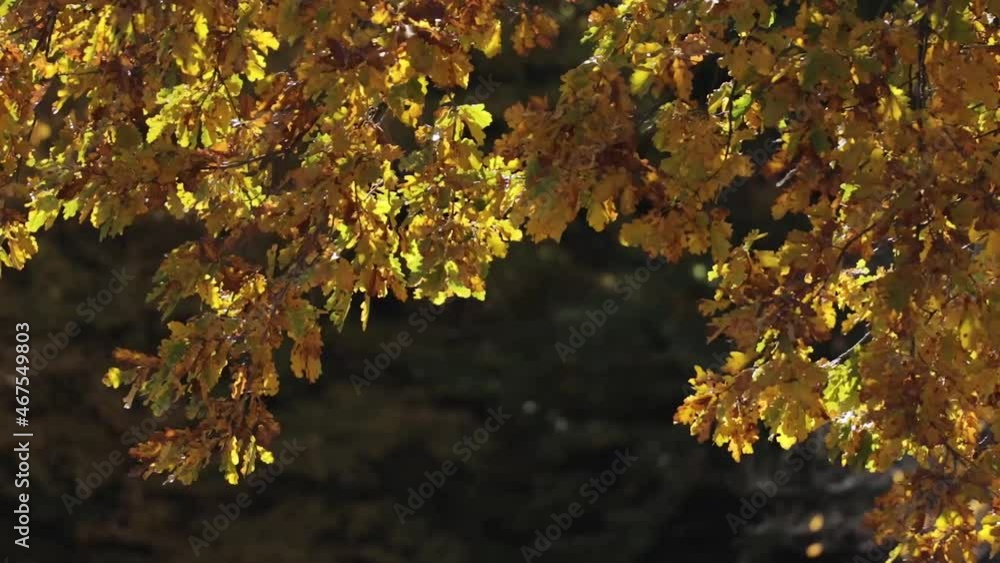 Autumn leaves in the forest, waving in wind. Autumn Nature background. Close-up and static shot. Peaceful And Calming nature. Autumn leaves in the forest, waving in wind. Autumn Nature background. Close-up and static shot. Peaceful And Calming nature.