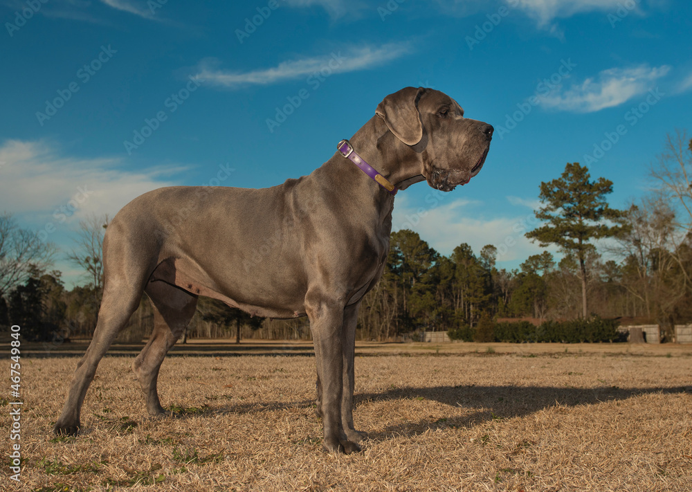 Gray purebred Great Dane on a winter field Gray purebred Great Dane on a winter field