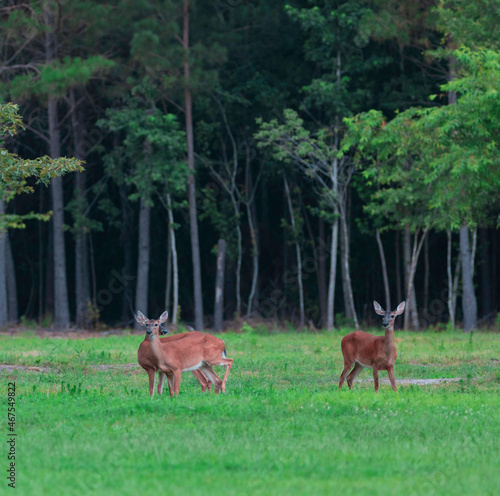 Trio of whitetail does