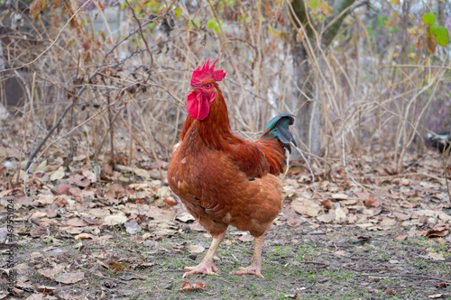 One beautiful homemade red big cock is walking around the farm.