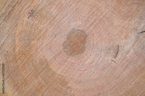 The structure of the tree section.A cross-section of the tree.