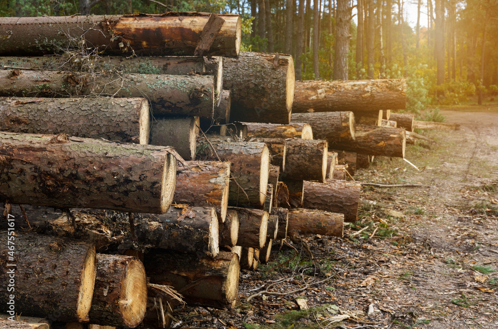 Felled forest near the road, against the background of a growing forest. Felled forest near the road, against the background of a growing forest.