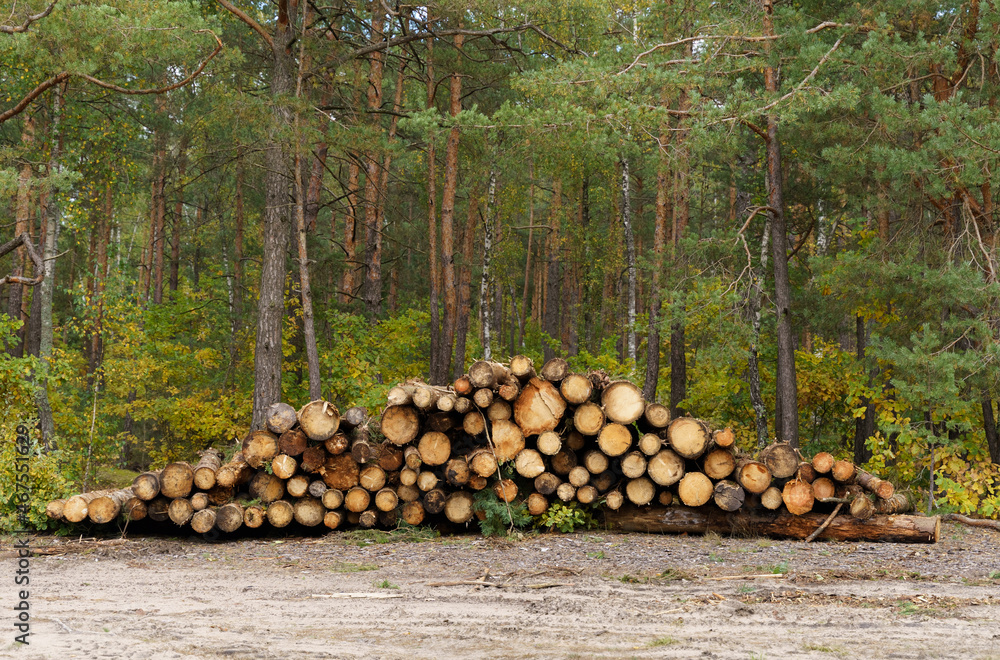 Felled forest near the road, against the background of a growing forest.