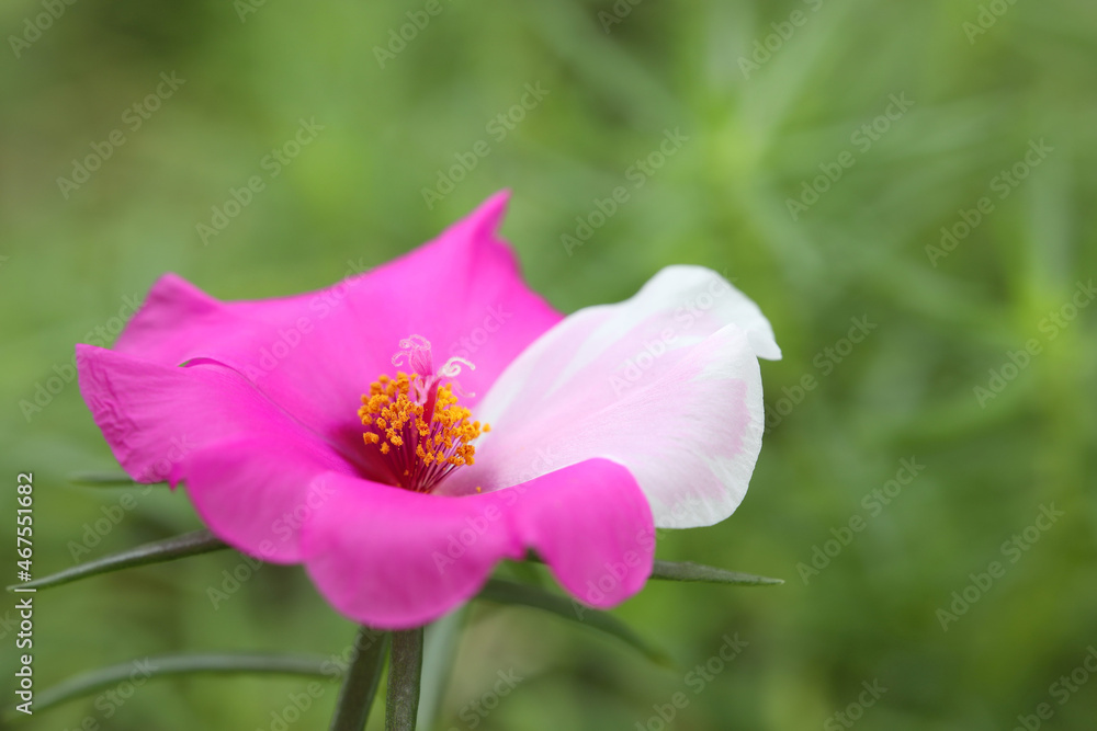 Portulaca oleracea flower macro closeup Portulaca oleracea flower macro closeup