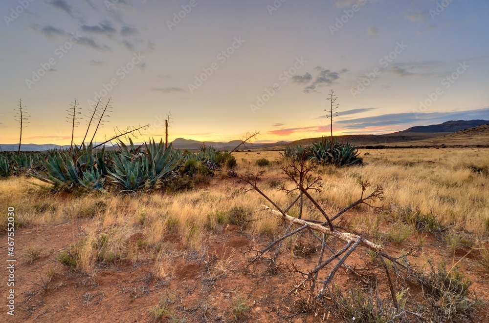 AGAVE CACTUS growing in the Karoo, Eastern Cape, South Africa