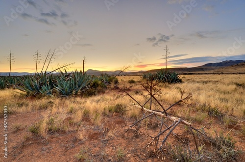 Photography AGAVE CACTUS growing in the Karoo, Eastern Cape, South Africa