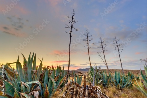 Photography AGAVE CACTUS growing in the Karoo, Eastern Cape, South Africa