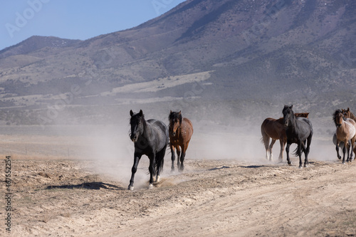 Wild Horses in the Utah Desert