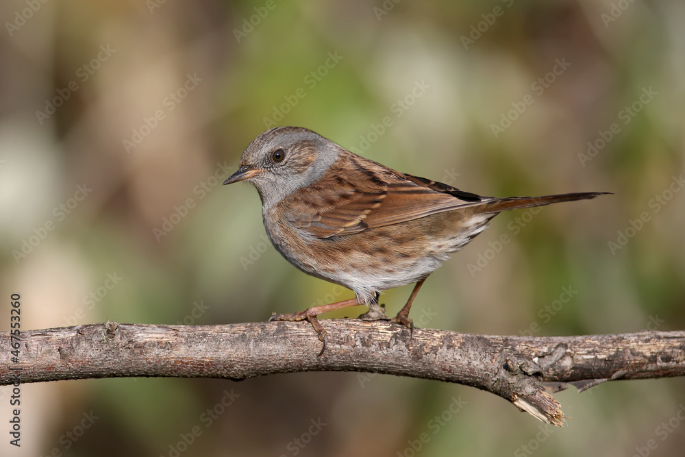 Close-up of a dunnock (Prunella modularis) in winter plumage, photographed in its natural habitat of dense bush and against a beautifully blurred background. Close-up of a dunnock (Prunella modularis) in winter plumage, photographed in its natural habitat of dense bush and against a beautifully blurred background.