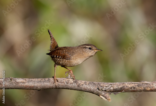 A very close-up photo of a Eurasian wren (Troglodytes troglodytes) sitting on a branch against a blurry background in soft morning light. Identification signs are read
