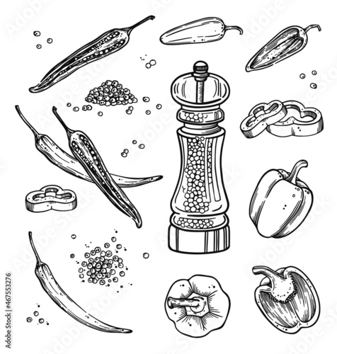 Black pepper hand drawn set with dryed seeds. Peppercorn heap in vintage line art style. Spice white and chili pepper sketch in black and white style. Isolated vector illustration in white background.
