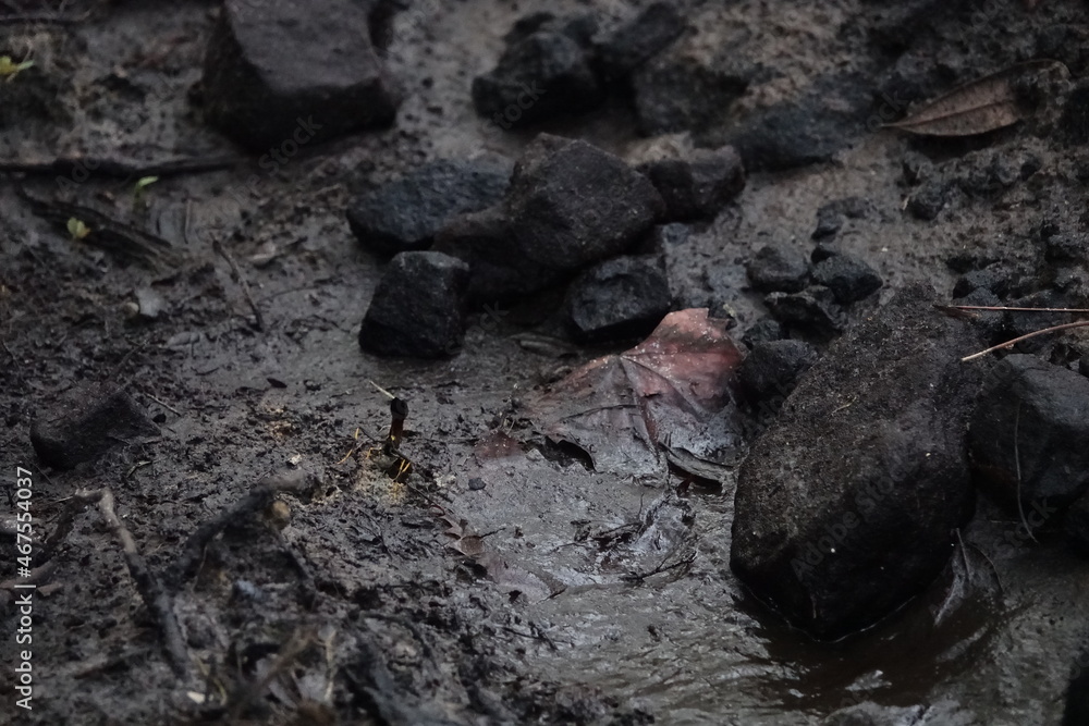 Obraz premium Wasp in the mud