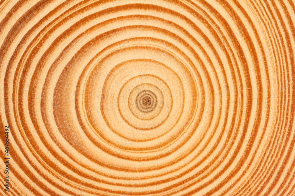 wood slice circle texture with concentric rings wood slice circle texture with concentric rings