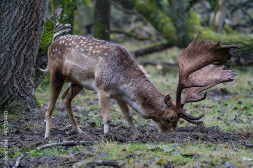 deer in the woods