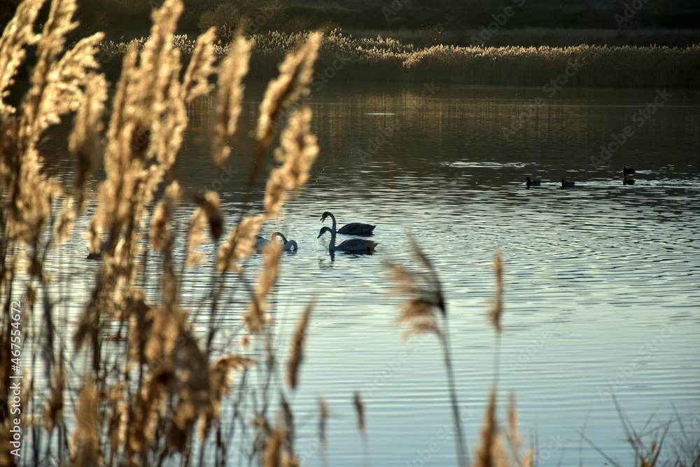 reeds in the lake with swans