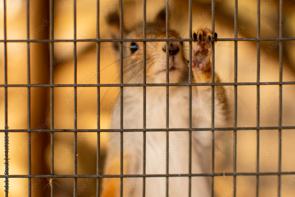 Obraz premium squirrel behind the cage