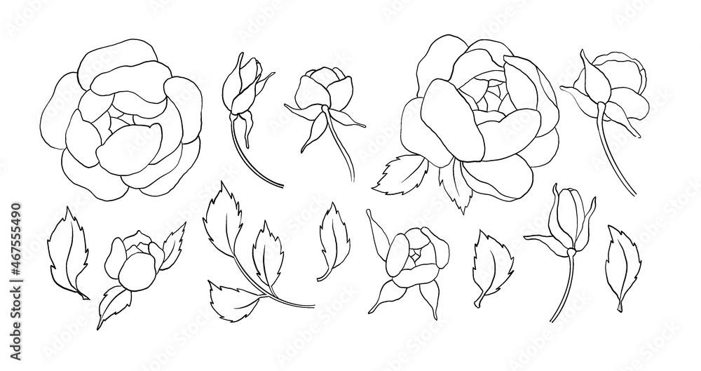Fototapeta premium Vintage hand made line peonies or rose set. Botanical froral design. Isolated on white flowers. For greeting, invitation, wedding, birthday, valentine card. Botanical illustration