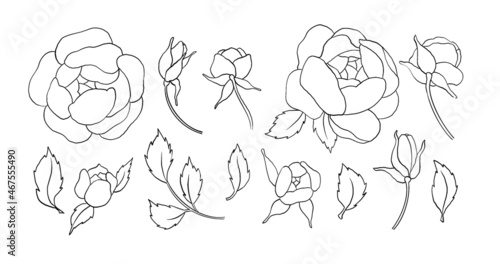 Vintage hand made line peonies or rose set. Botanical froral design. Isolated on white flowers. For greeting, invitation, wedding, birthday, valentine card. Botanical illustration