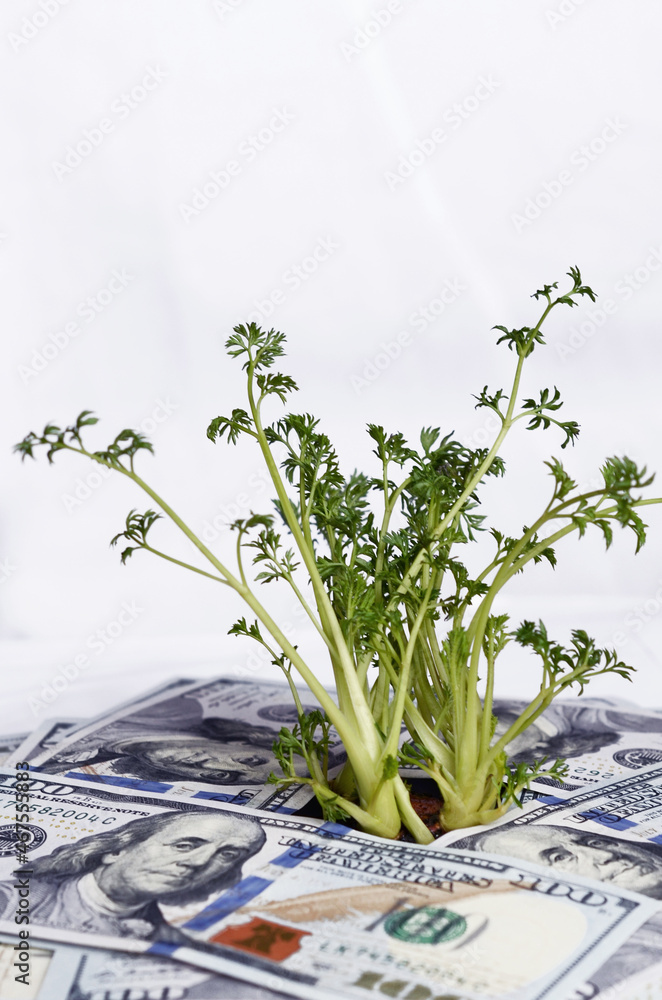 Green sprouts of dollar bills (feed business, prosperity, economic growth, private business - concept). place for inscription.