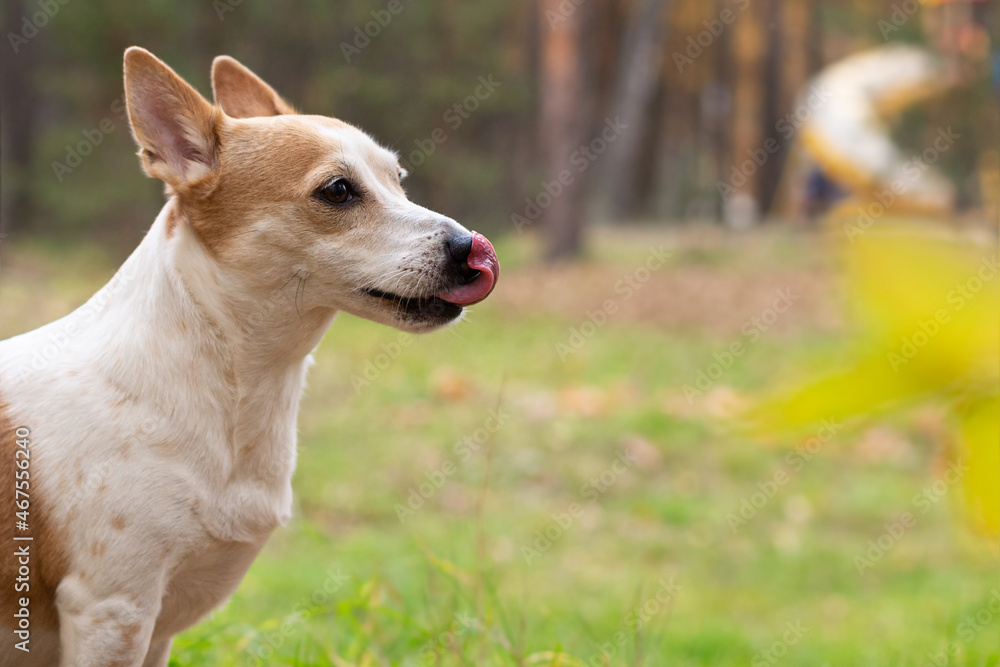 Jack Russell Terrier, a thoroughbred dog in a nature park Jack Russell Terrier, a thoroughbred dog in a nature park