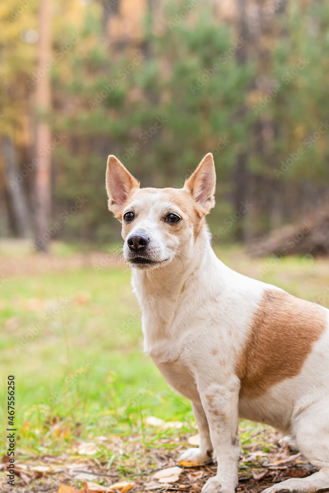 Jack Russell Terrier, a thoroughbred dog in a nature park Jack Russell Terrier, a thoroughbred dog in a nature park