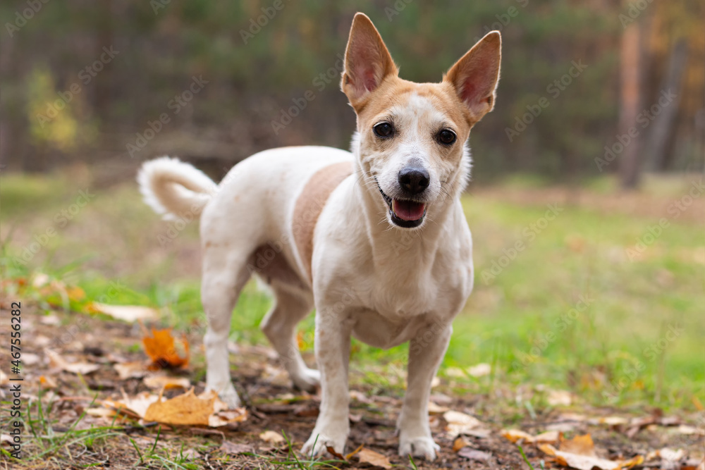 Jack Russell Terrier, a thoroughbred dog in a nature park