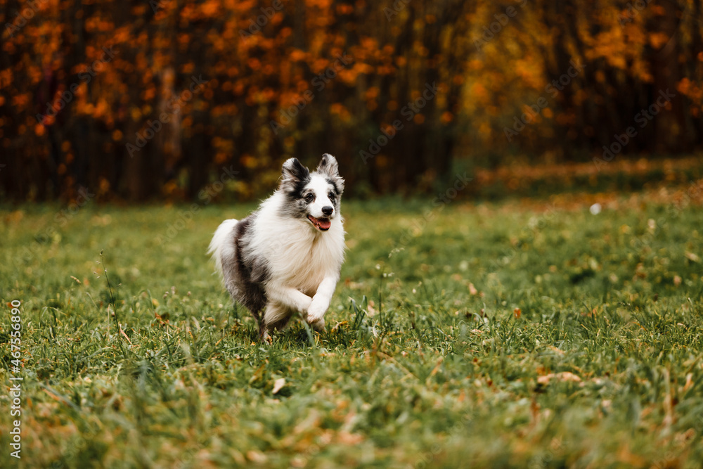 Running merle border collie dog in autumn forest
