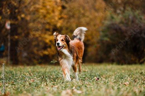 brown white border collie dog running 