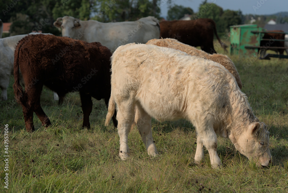 Charolais and Salers mixed breed calves, white and brown Charolais and Salers mixed breed calves, white and brown