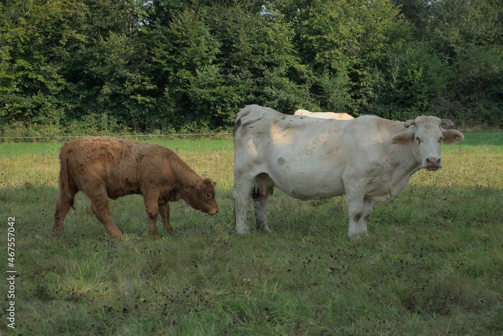 white Charolais cow and her calf white Charolais cow and her calf