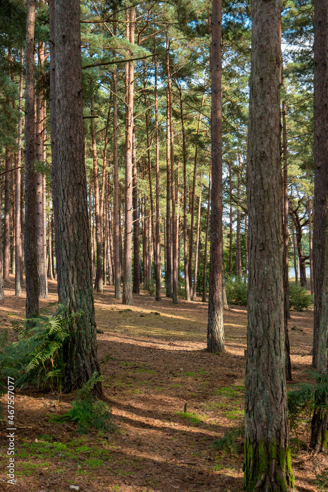 Fototapeta premium Trees in Forest