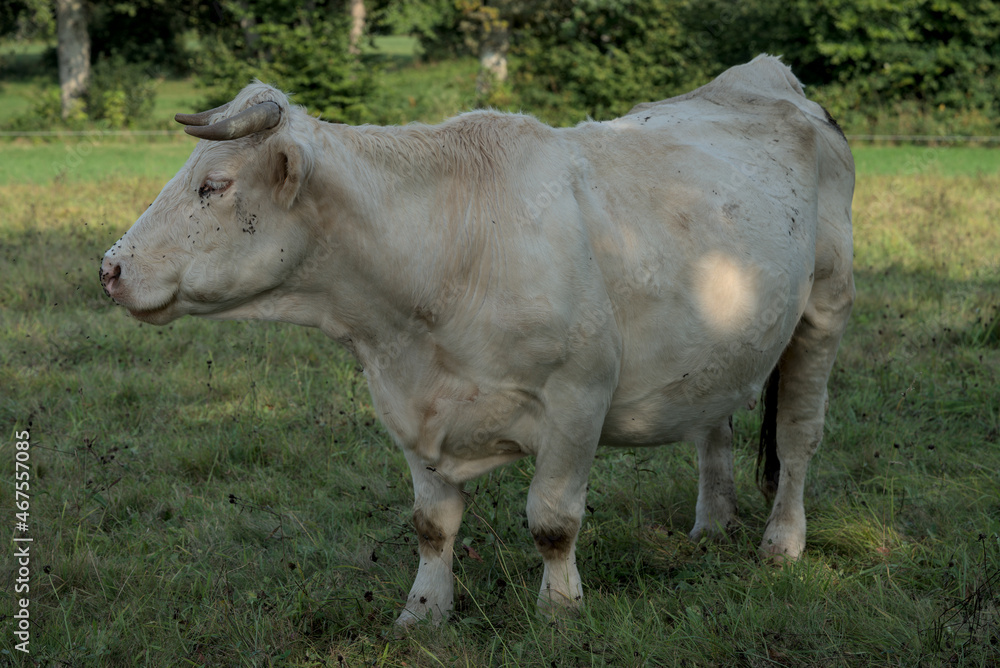 white Charolais cow in a meadow in Auvergne white Charolais cow in a meadow in Auvergne