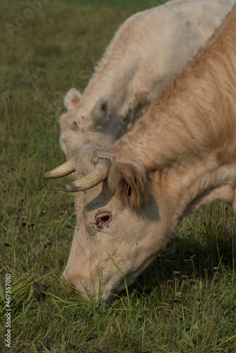 white Charolais cow and her calf © Frederic Hodiesne